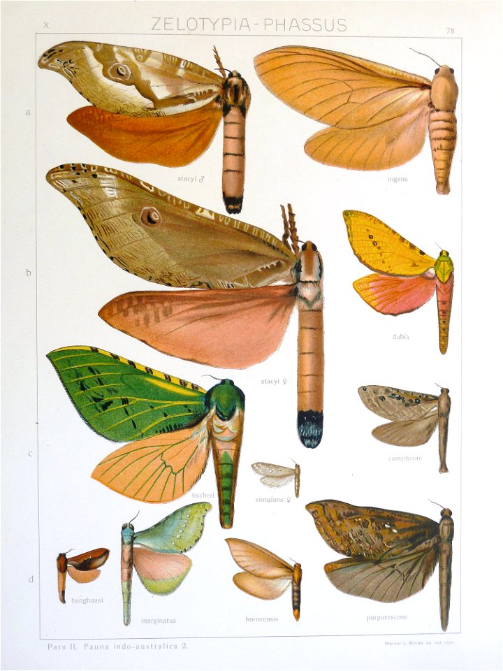 Seitz9V2FaunaIndoAustralicaPlate78
