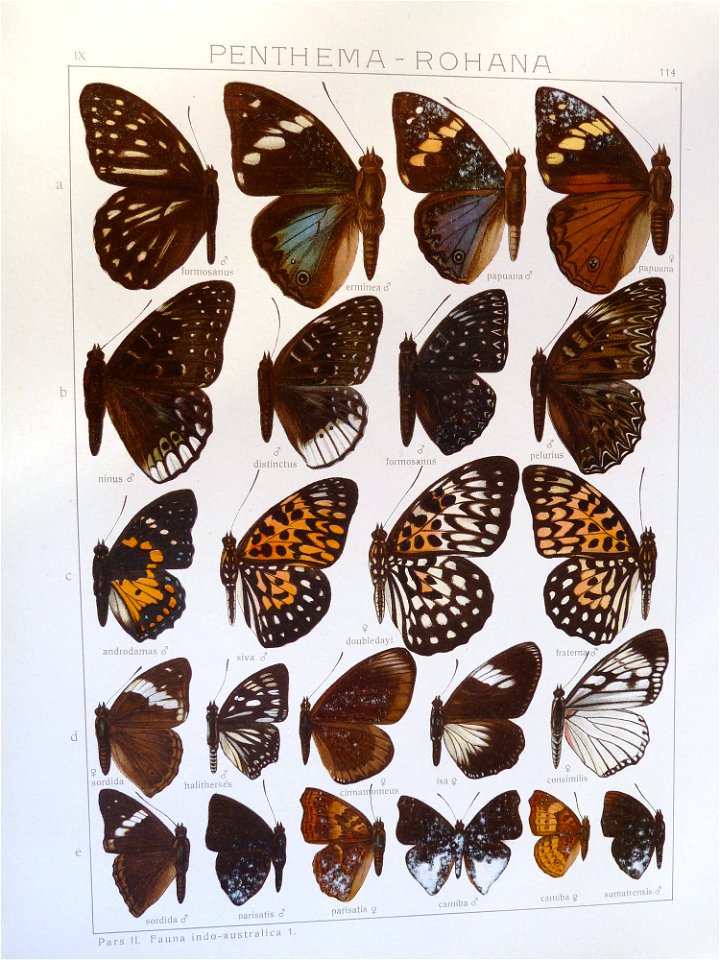 Seitz9FaunaIndoAustralicaPlate114