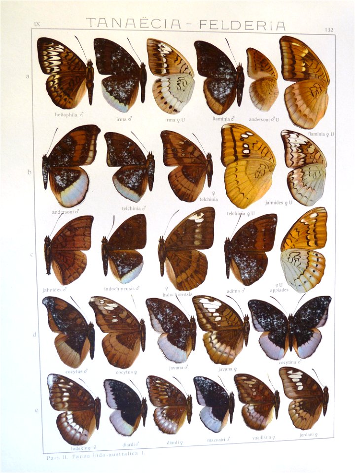 Seitz9FaunaIndoAustralicaPlate132