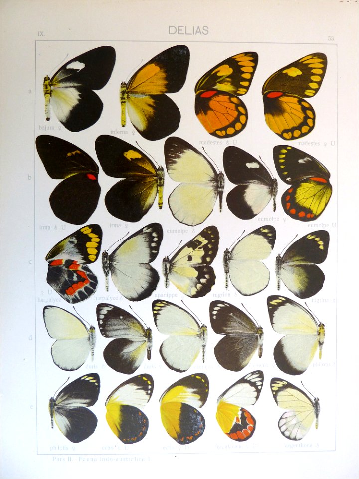 Seitz9FaunaIndoAustralicaPlate53