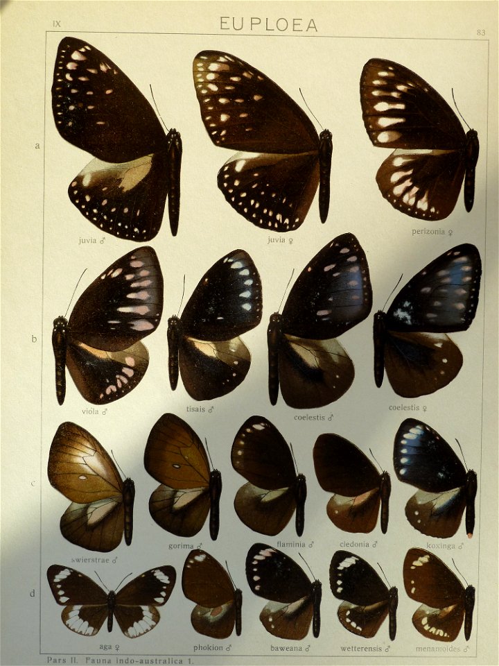 Seitz9FaunaIndoAustralicaPlate83