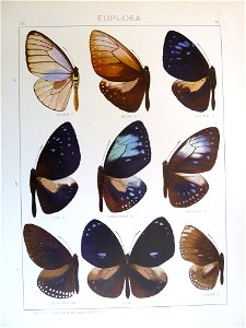 Seitz9FaunaIndoAustralicaPlate79