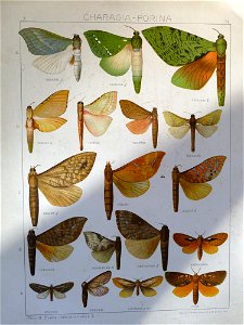 Seitz9V2FaunaIndoAustralicaPlate74