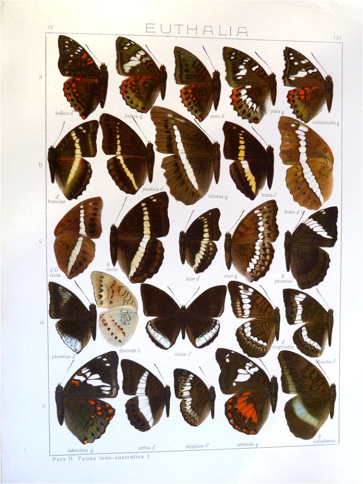 Seitz9FaunaIndoAustralicaPlate131