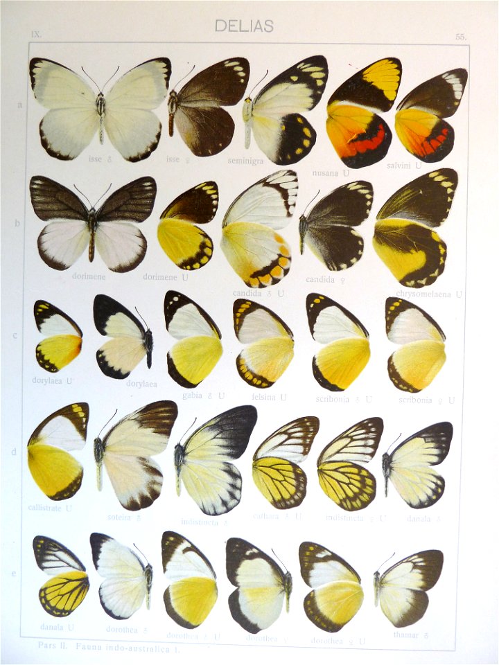 Seitz9FaunaIndoAustralicaPlate55