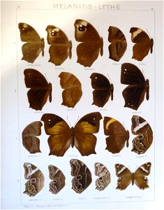 Seitz9FaunaIndoAustralicaPlate96