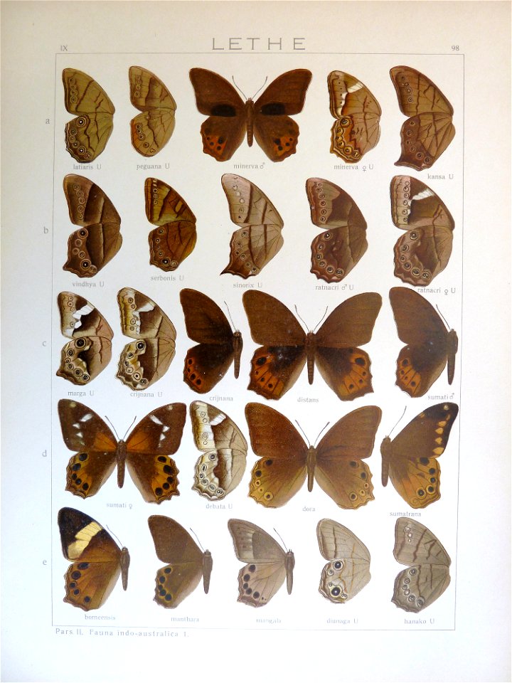 Seitz9FaunaIndoAustralicaPlate98