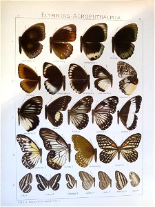 Seitz9FaunaIndoAustralicaPlate90