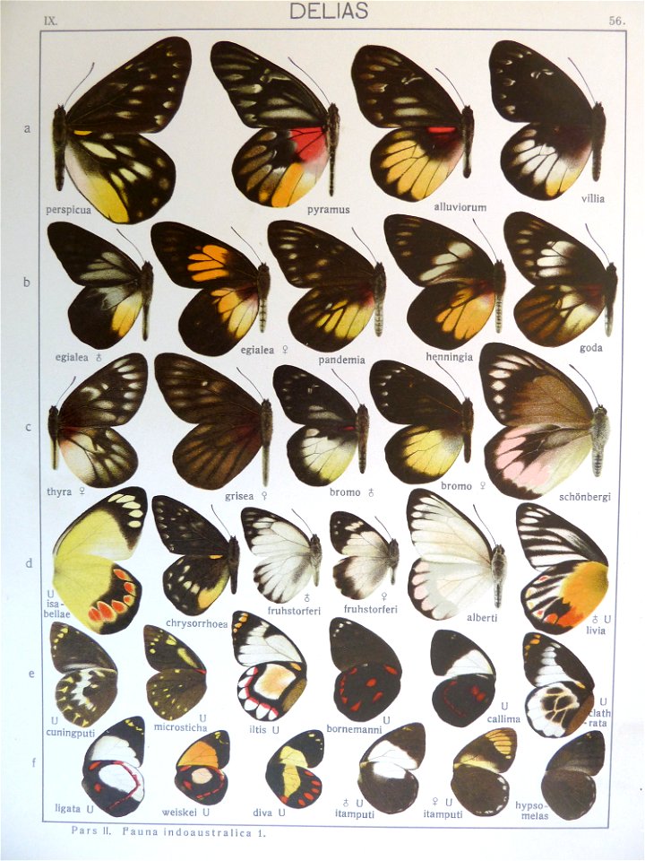 Seitz9FaunaIndoAustralicaPlate56