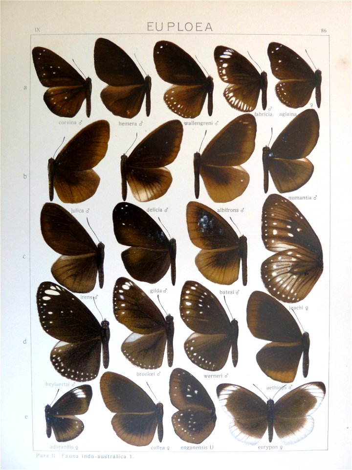 Seitz9FaunaIndoAustralicaPlate86