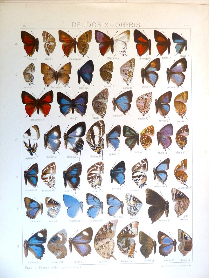 Seitz9FaunaIndoAustralicaPlate161