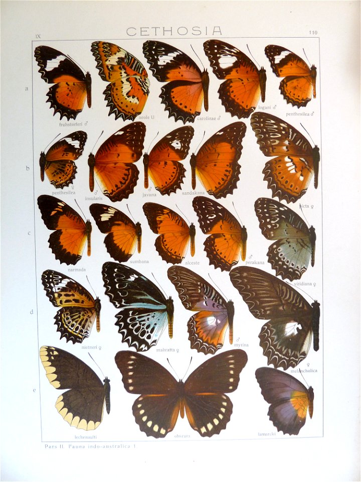 Seitz9FaunaIndoAustralicaPlate110