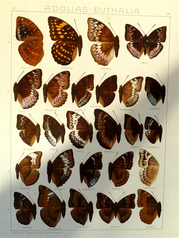 Seitz9FaunaIndoAustralicaPlate128