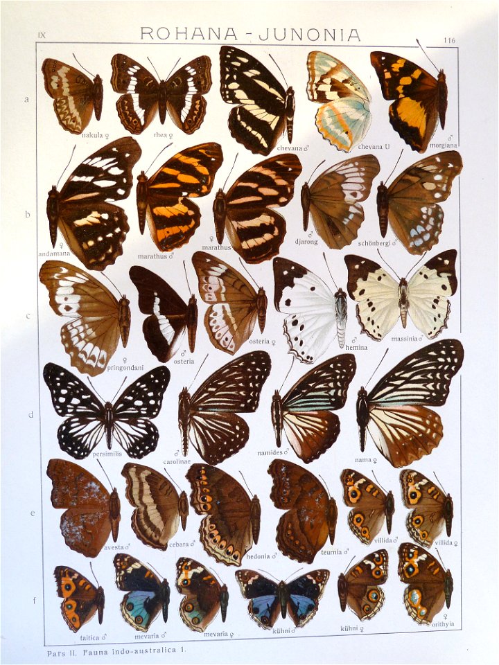 Seitz9FaunaIndoAustralicaPlate116