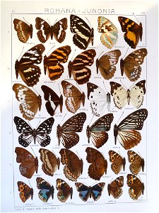 Seitz9FaunaIndoAustralicaPlate116