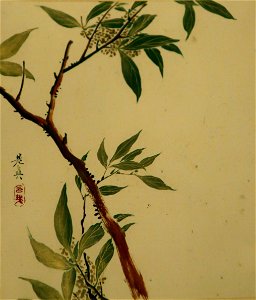 Leaf from an album of six leaves by Shibata Zeshin, c. 1873-91, Honolulu Museum of Art, 5095.1a-f