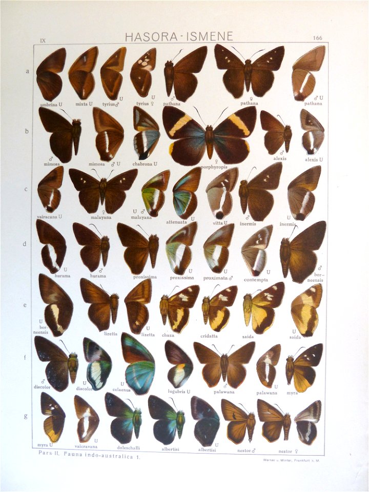 Seitz9FaunaIndoAustralicaPlate166