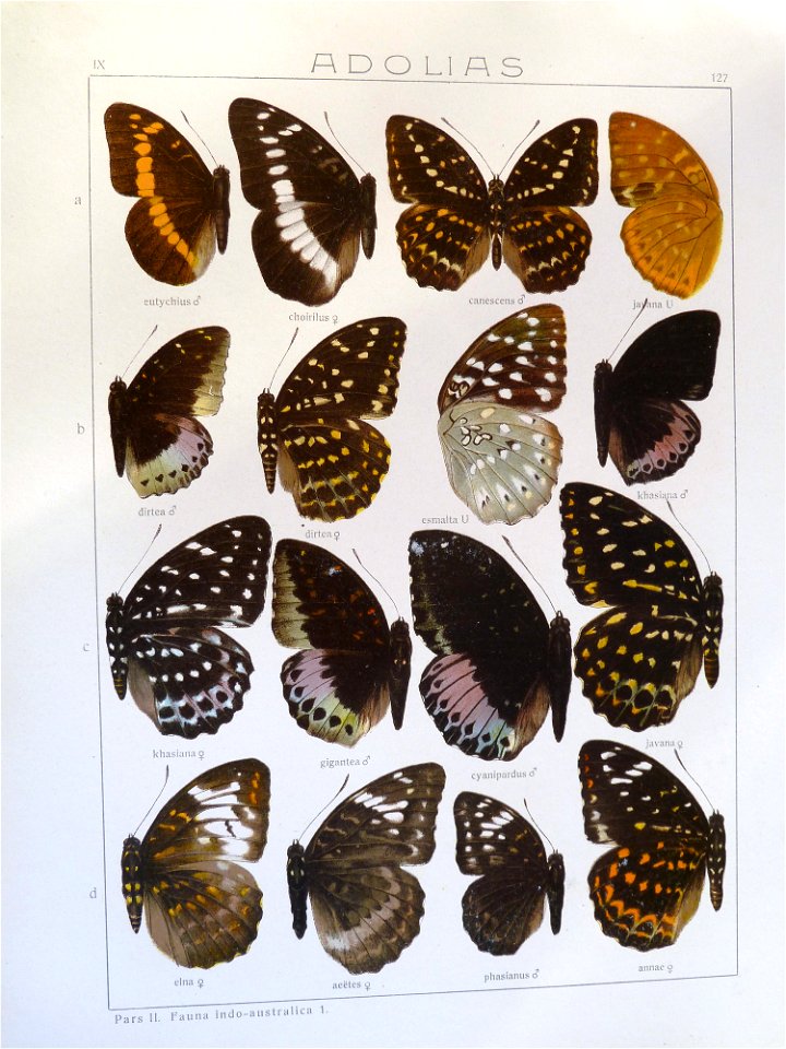 Seitz9FaunaIndoAustralicaPlate127