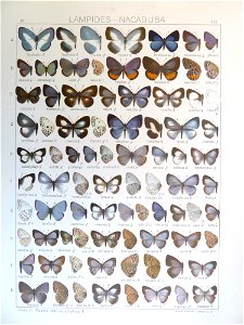 Seitz9FaunaIndoAustralicaPlate152