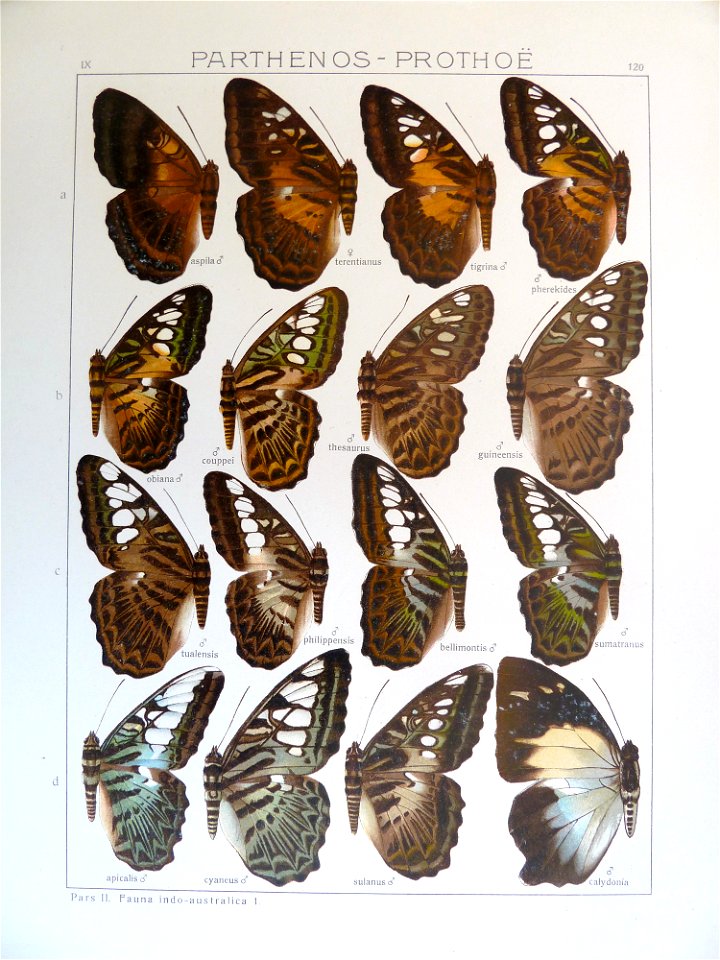 Seitz9FaunaIndoAustralicaPlate120a