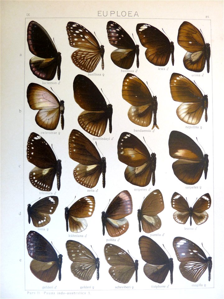 Seitz9FaunaIndoAustralicaPlate85