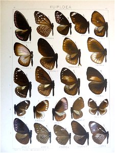 Seitz9FaunaIndoAustralicaPlate85