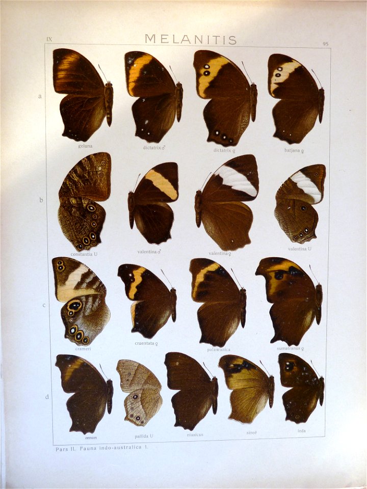 Seitz9FaunaIndoAustralicaPlate95