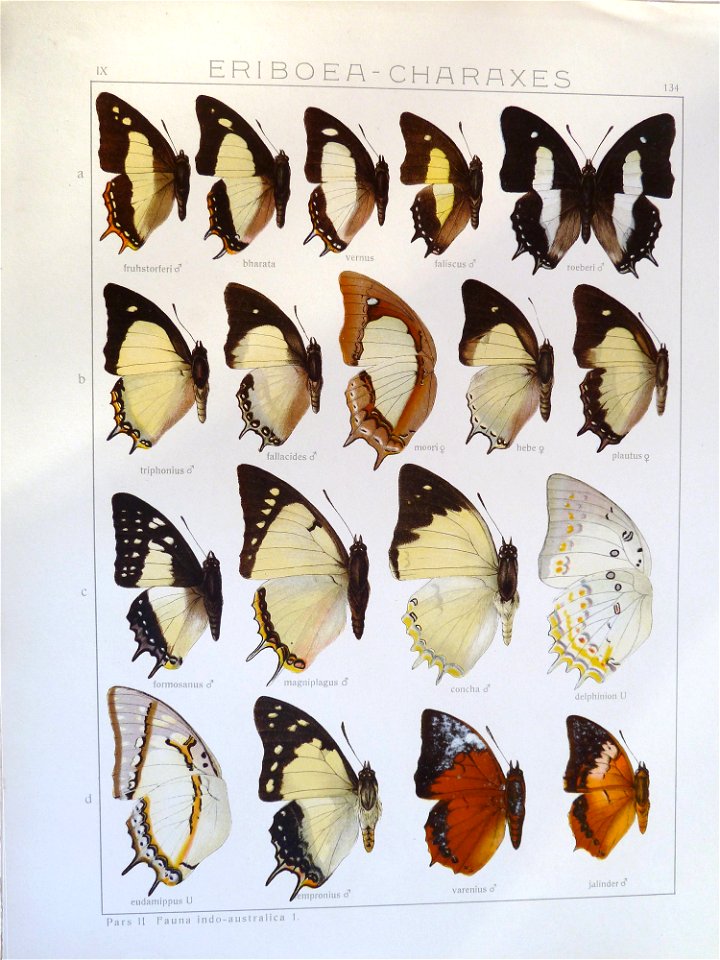 Seitz9FaunaIndoAustralicaPlate134