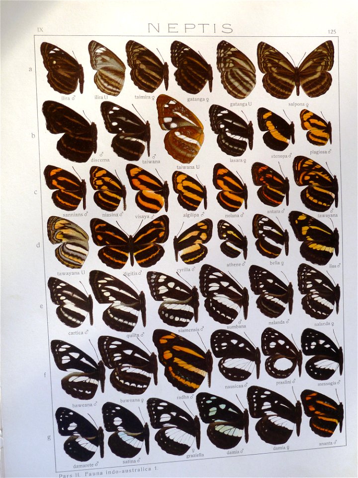 Seitz9FaunaIndoAustralicaPlate125
