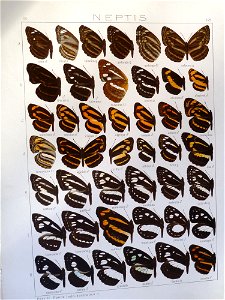 Seitz9FaunaIndoAustralicaPlate125