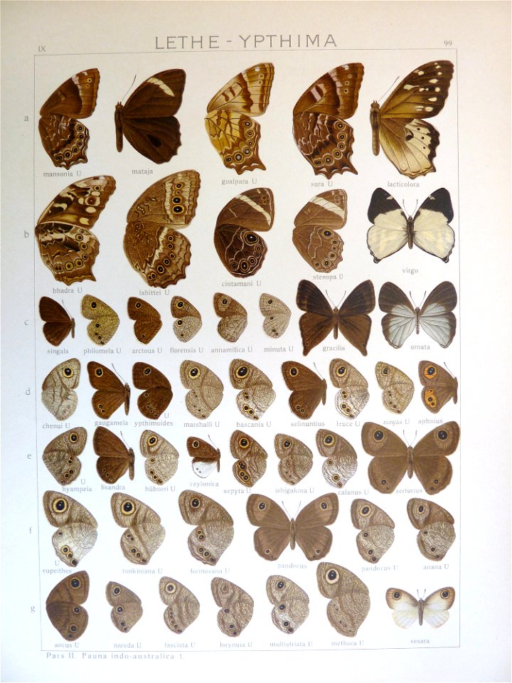Seitz9FaunaIndoAustralicaPlate99