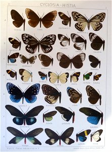 Seitz9V2FaunaIndoAustralicaPlate3