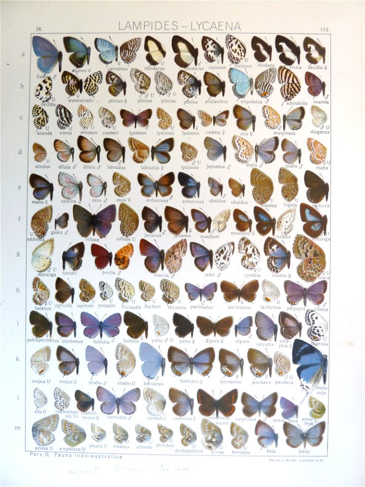 Seitz9FaunaIndoAustralicaPlate153