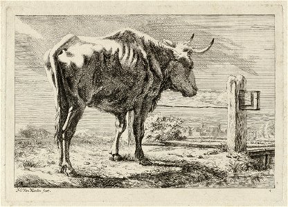Staande os bij een hek. NL-HlmNHA 1477 53012175