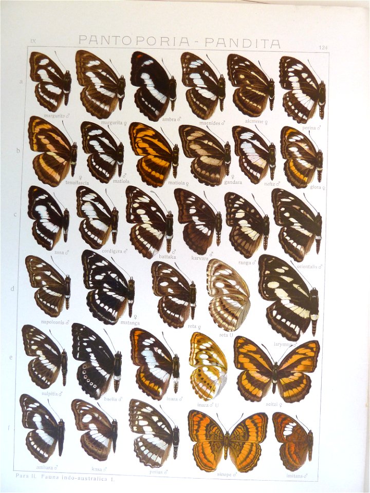 Seitz9FaunaIndoAustralicaPlate124