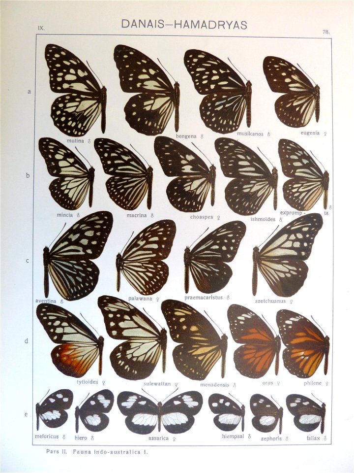 Seitz9FaunaIndoAustralicaPlate78