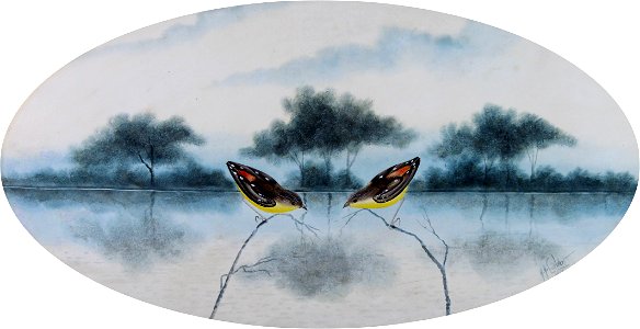 SPOTTED PARDALOTES (1921)