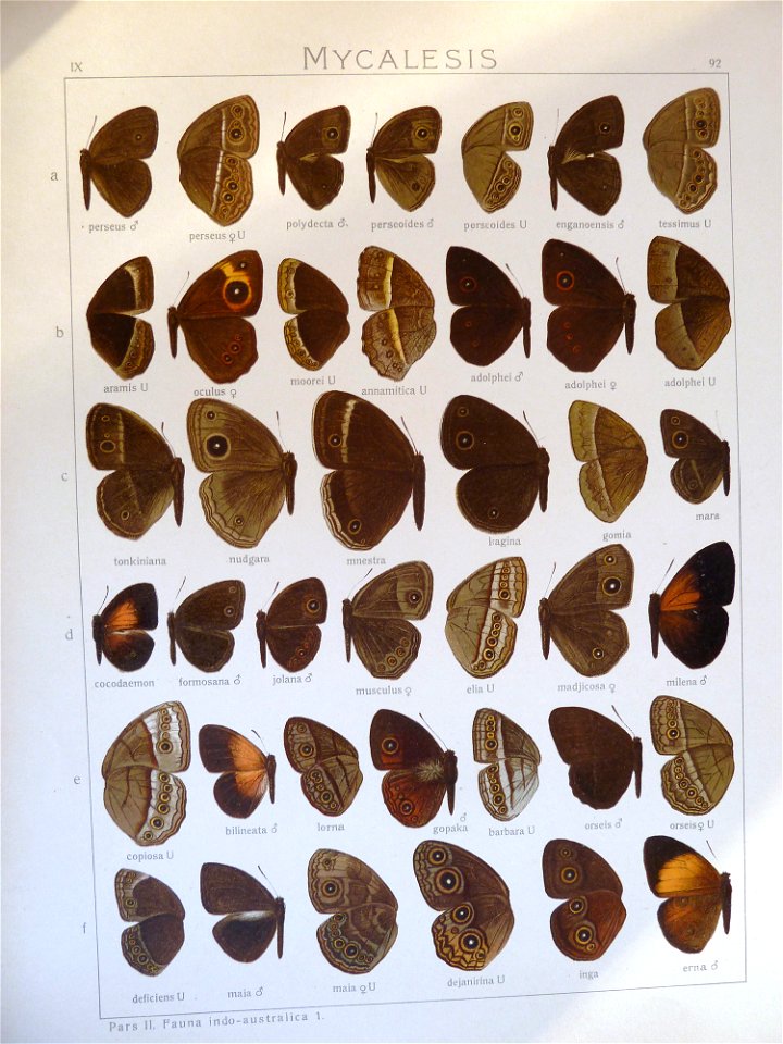 Seitz9FaunaIndoAustralicaPlate92