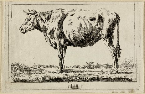 Staand rund, naar links. NL-HlmNHA 1477 53012168