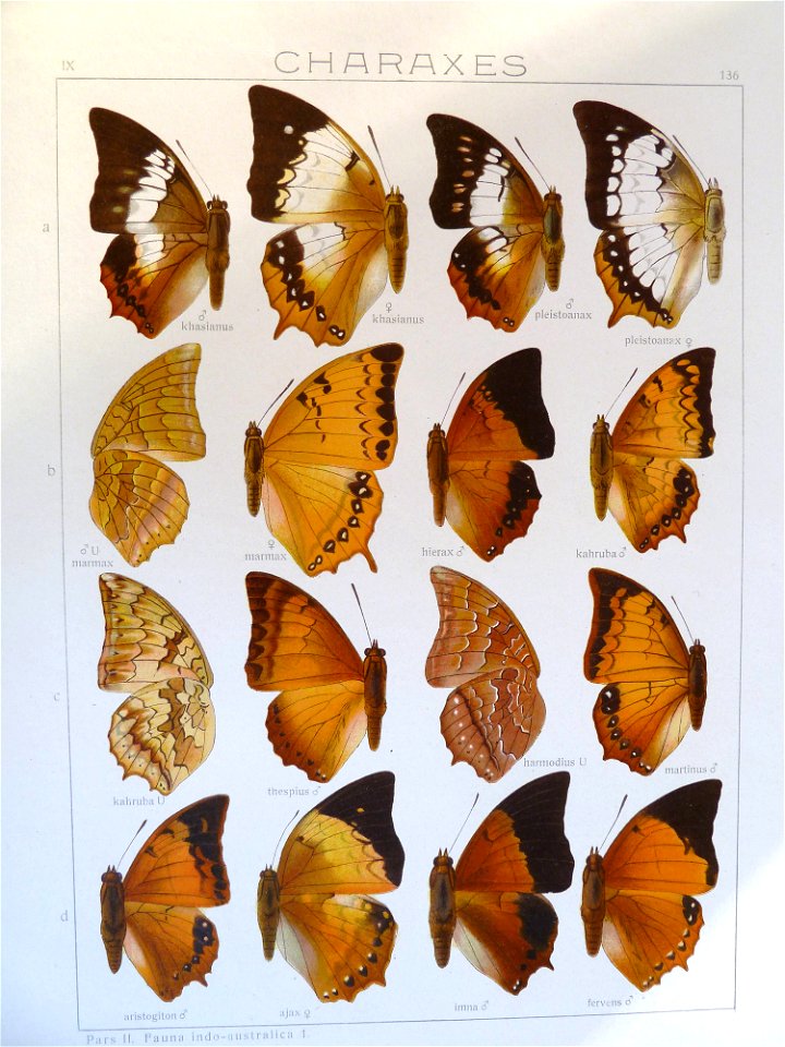 Seitz9FaunaIndoAustralicaPlate136