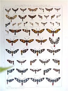 Seitz9FaunaIndoAustralicaV2Plate12