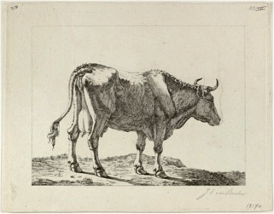 Staande os. NL-HlmNHA 1477 53012170