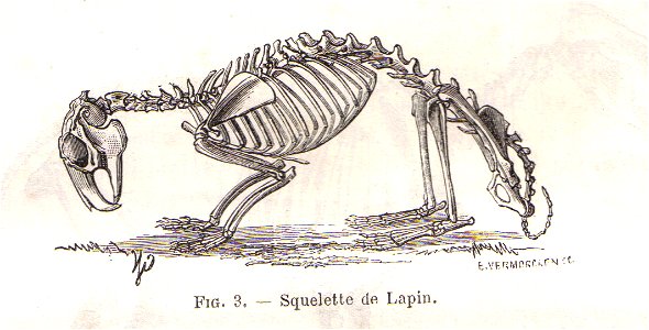 SqueletteLapinChauveau1990