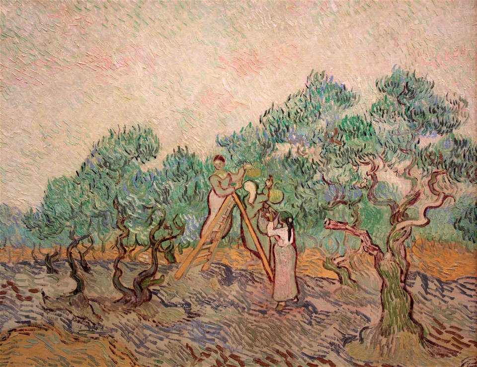 The Olive Orchard
