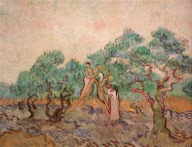 The Olive Orchard