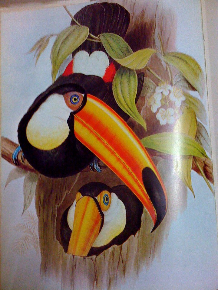 Toco Toucan by John Gould