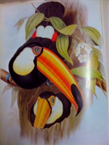 Toco Toucan by John Gould