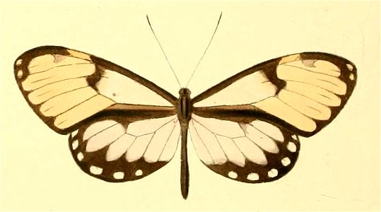 Veladyris pardalis