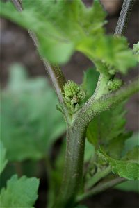 Xanthium orientale - Botanischer Garten Mainz IMG 5570