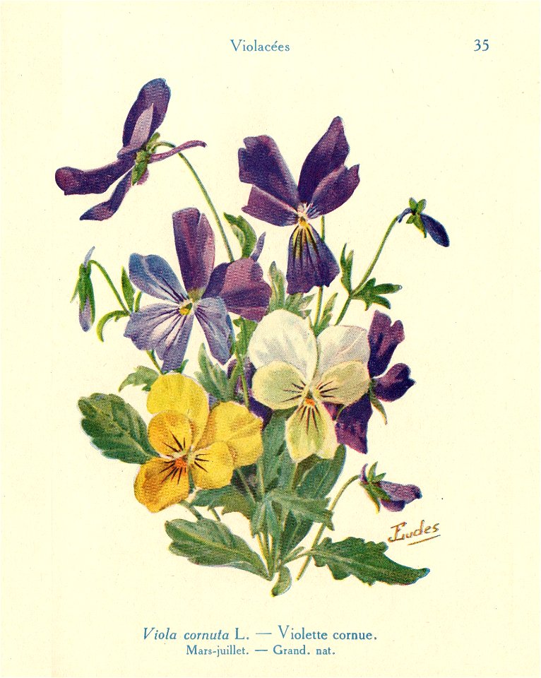 Violette cornue-J.Eudes-35
